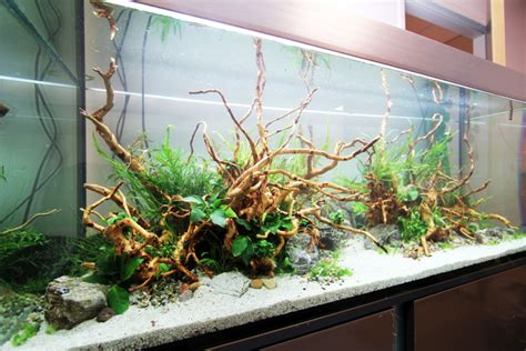 Comment réaliser son premier aquarium Aquascaping