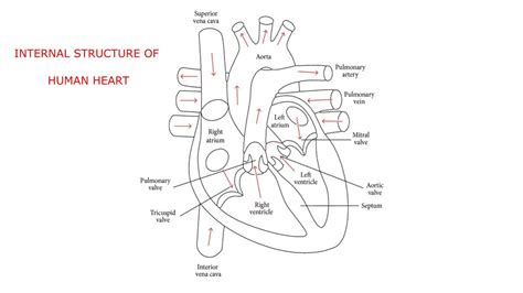 Basic Internal Structure Of The Heart Heart Wikipedia Sarah Tewelde