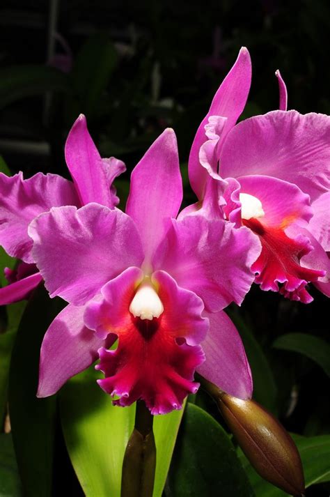 Rhyncholaeliocattleya Marcella Koss Pink Marvel Cattleya Bob Betts X