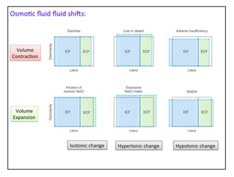 1 Body Fluid Compartments Flashcards Quizlet