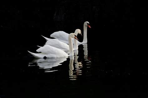 Premium Photo Swans Swimming In Lake