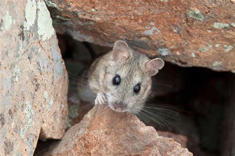 Bushy-tailed Woodrat (Neotoma cinerea) - Jewel Cave National Monument (U.S. National Park Service)