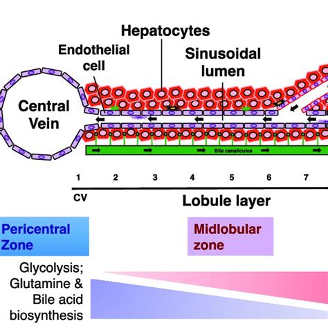 A Liver Lobule Consisting Of At Least 3 Broad Zones Periportal Near Download Scientific