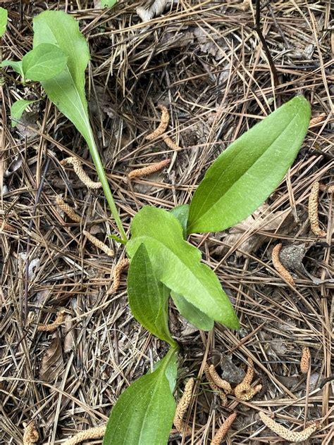 Echinacea Purpurea Seedling