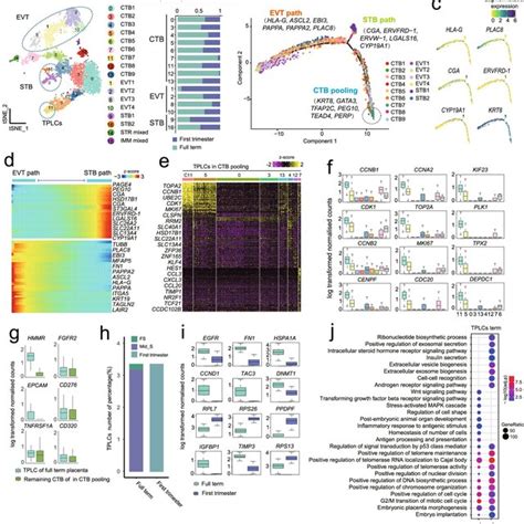 Dissecting Cellular Heterogeneity Of Human Full Term Placenta A