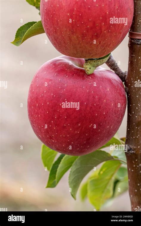 Apple Malus Domestica Rekarda Malus Domestica Rekarda Cultivar