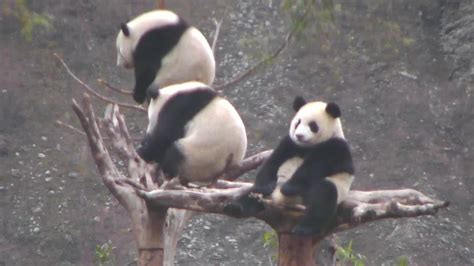 Baby Giant Pandas Eating Bamboo