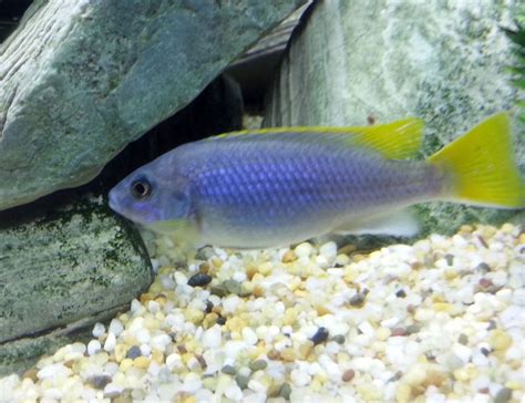 Acei Cichlid Pseudotropheus Acei Photos