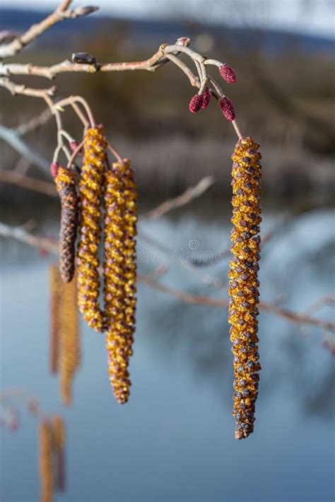 Small Branch Of Black Alder Alnus Glutinosa With Male Catkins And