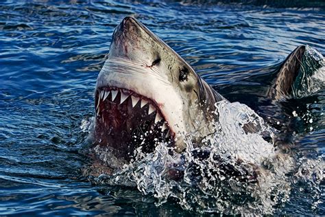 Extinct Fossil White (C. hastalis & C. hubbelli) - Mini Museum