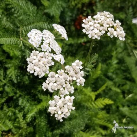 Achillea Millefolium Common Yarrow Scioto Gardens Nursery