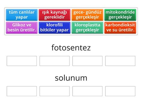 Fotosentez Ve Solunum Group Sort