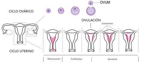 El Ciclo Menstrual Mi Sitio