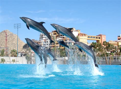 Dolphin The Biggest Animals Kingdom