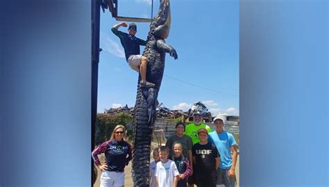 Over 900 Pound Heavy Alligator Caught In Florida Stunning Viewers