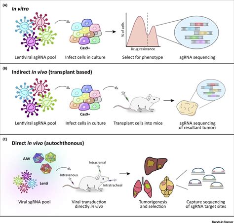 Cancer Crispr Screens In Vivo Trends In Cancer