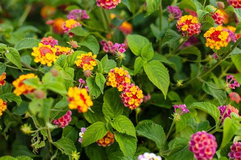 Lantana Camara Images Browse 7 395 Stock Photos Vectors And Video