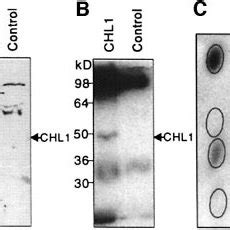 Putative Membrane Topology And Phosphorylation Sites Of Chl The Black