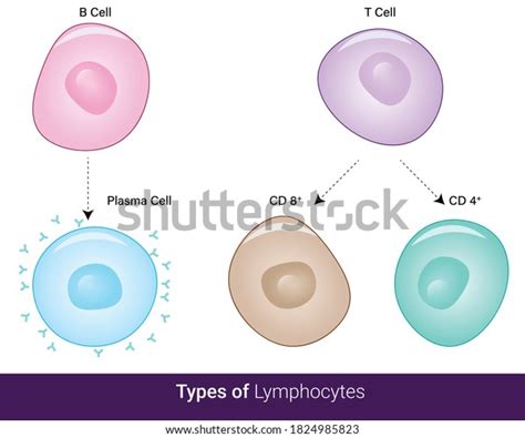 Types Lymphocytes Immune System Cytotoxic Helper Stock Vector Royalty