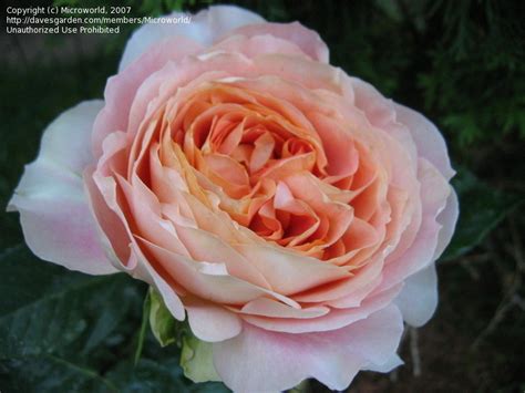 Plantfiles Pictures Hybrid Tea Rose Florists Rose Antique Caramel