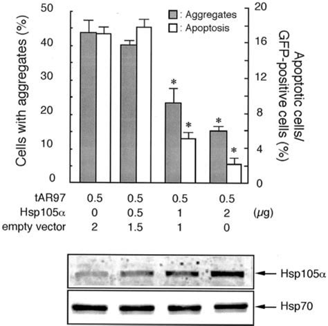 Hsp105 Suppresses Aggregation Of TAR97 And Cellular Toxicity In A