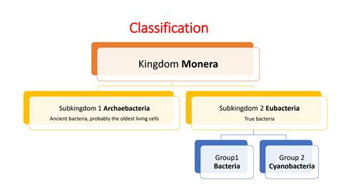 SOLUTION: Monera bacteria - Studypool