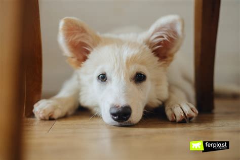 WHAT ARE THE MOST COMMON PHOBIAS IN DOGS