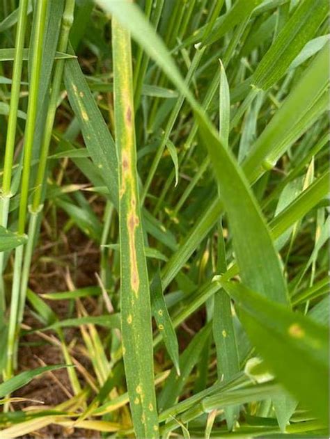 Wheat Disease Update Oklahoma State University