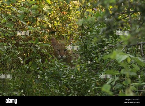 Jungle Cats In The Wild In Udawalawe National Park Sri Lanka Stock