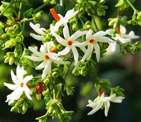 Night Blooming Jasmine For Sale Online | The Tree Center