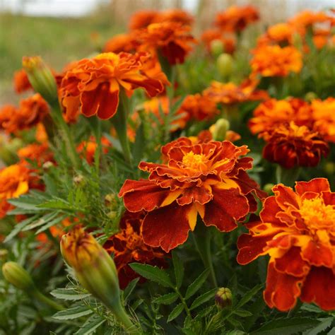 French Marigold – Thresh Seed Co.