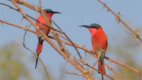 The Lower Zambezi - A Bird Lovers Paradise - zambezi lodge | zambezi ...