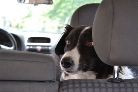 Cosa Fare Se Vediamo Un Cane Da Solo In Auto Sotto Il Sole Amici Di Casa