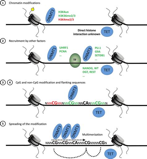 Targeting Mechanisms Of DNMTs And TET Enzymes Both DNA Methylation And