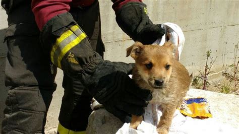 Minturno Cane Salvato Dai Vigili Del Fuoco In Un Canale Di Scolo