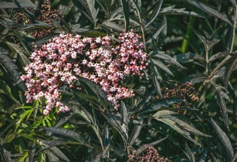 14 Best Elderberry Bush Varieties To Grow In Your Landscape