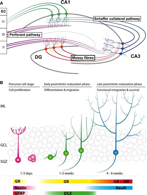 Overview Of The Hippocampal Formation And Adult Neurogenesis A