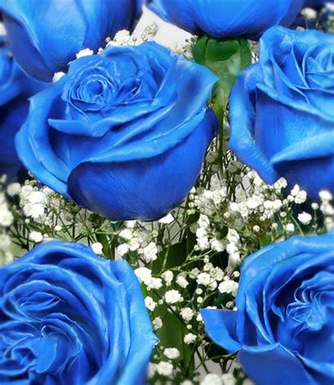 Beautiful Blue Rose Flower Photos Best Flower Site