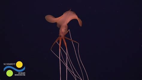 Schmidt Ocean On Twitter Bigfin Squid A Group Of Cephalopods In