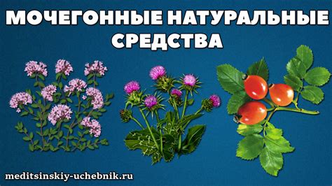Лучшие мочегонные натуральные средства, травы, чай, таблетки