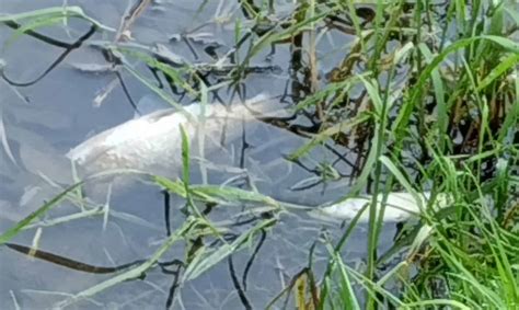 Allarme Per Un Corso Dacqua Nel Sedicense Moria Di Pesci E Un Cane