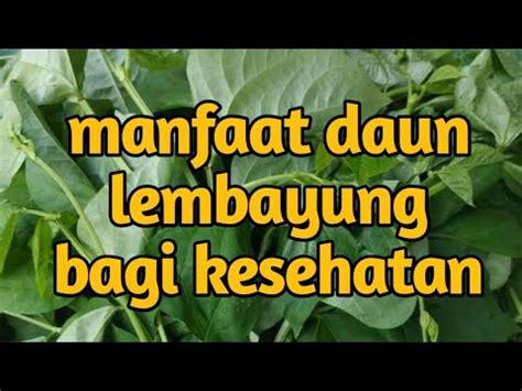 Manfaat Daun Lembayung Bagi Kesehatan Youtube