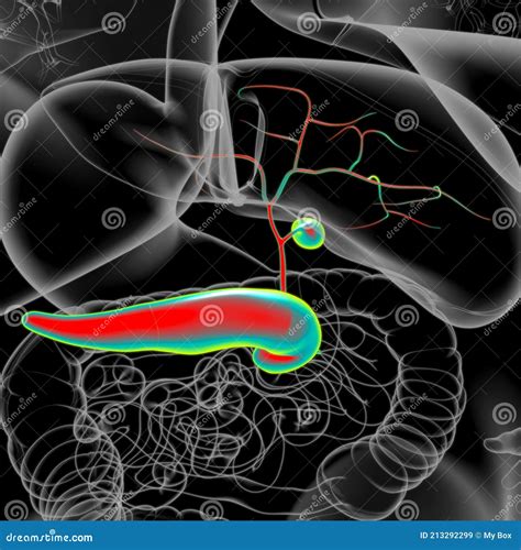 Gall Bladder Human Digestive System Anatomy D Stock Illustration