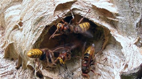 Hornissennest Im Garten Hornet S Nest In The Garden YouTube