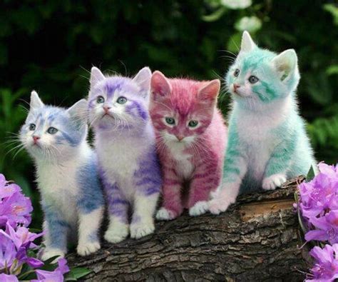 Pastel Cat Wallpaper