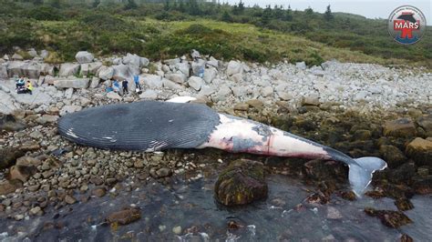 Dead Blue Whale