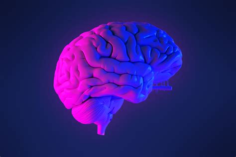 Plasticidad Cerebral Qu Es Tipos Y Evoluci N Mente Y Ciencia