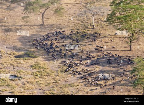 Wildebeest migration aerial serengeti hi-res stock photography and ...