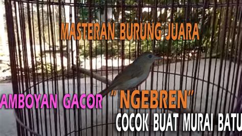 Burung Flamboyan Gacor Full Ngebren Rajanya Masteran Murai Batu Youtube