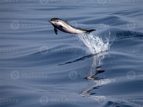 baby newborn Dolphin while jumping in the sea at sunset 20195761 Stock Photo at Vecteezy